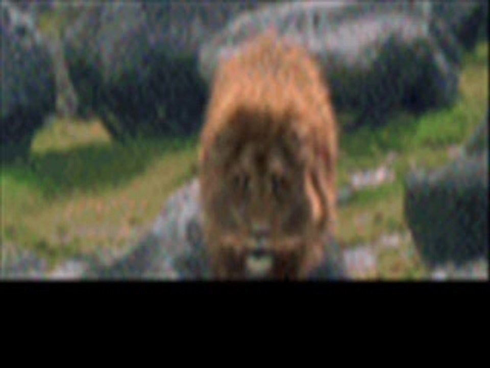 Bayan Flash Nick Seslietkin | www.seslietkin.com | seslietkin