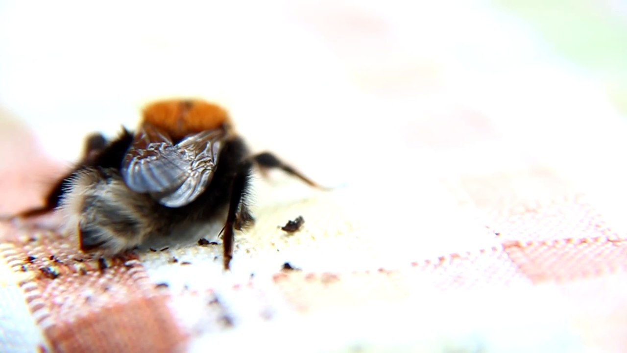 Bee Macro Slow Motion CC-BY NatureClip