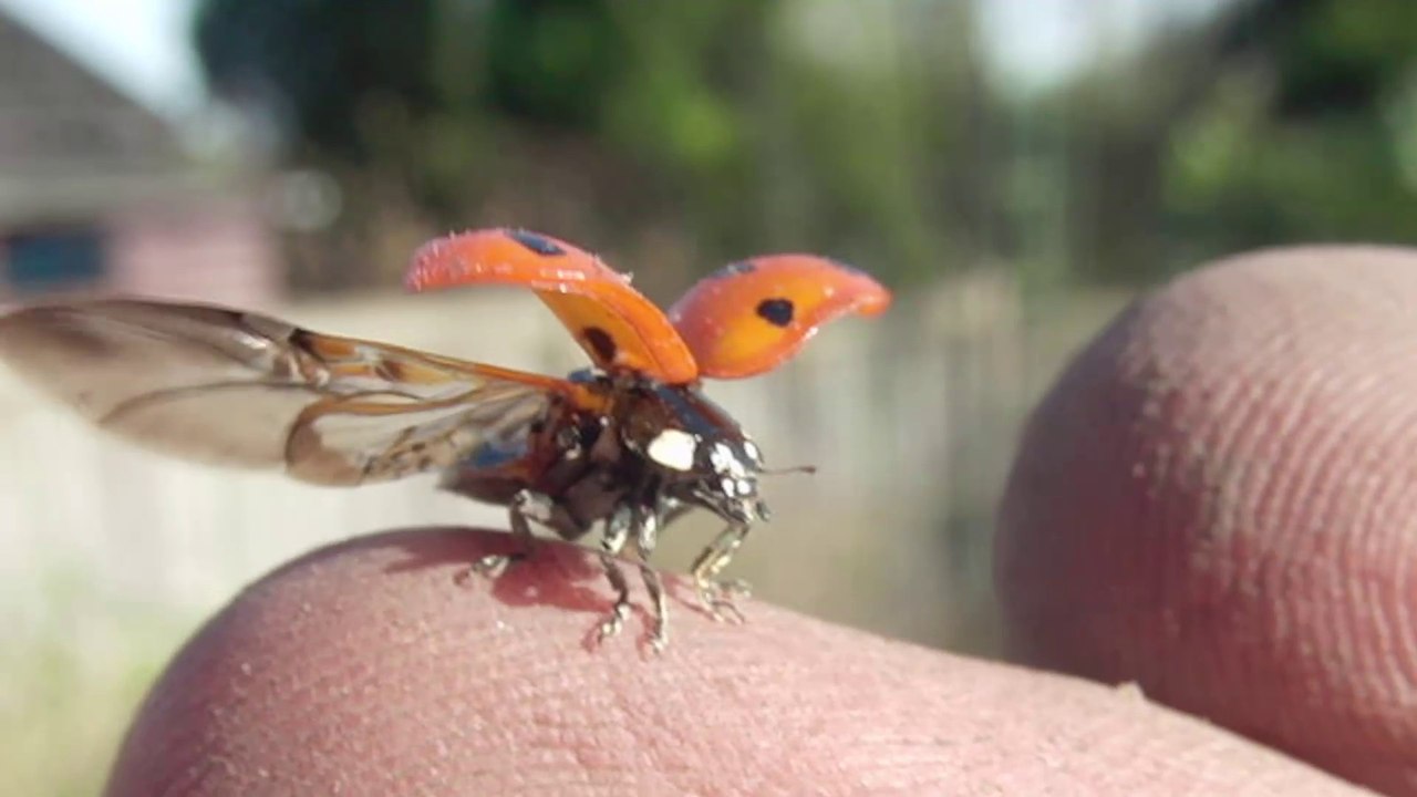 Ladybird opening wings (super slow motion) CC-BY NatureClip