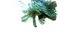 Lionfish