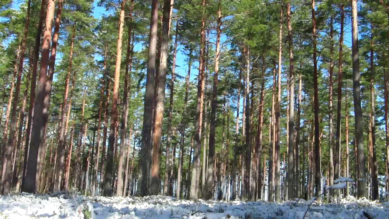 Forest background CC-BY NatureClip