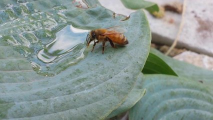bee drinking from leaf (33s)