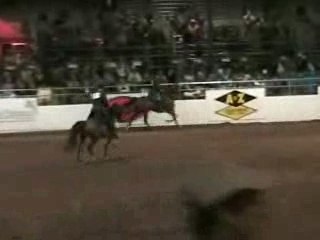 Arabian English Pleasure Junior Horse