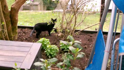 1 Curry & Mocca betreten das erste Mal Katzenterrasse, Gartenübersicht 06042014 (1)