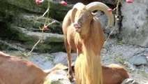 Barbary Ram Screams Like A Human