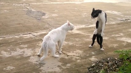 Bruce Lee'nin Kedisi