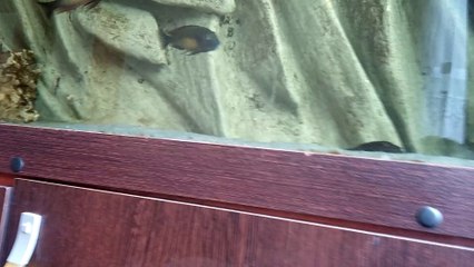 ALİ ARSLAN RED RAİNBOW ÇİFTLEŞME