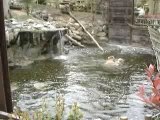 Vidéo Ours Bruns Zoo de la Flèche