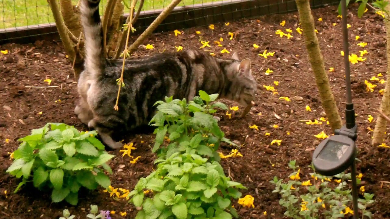 1 Curry & Mocca betreten das erste Mal Katzenterrasse 06042014 (5)