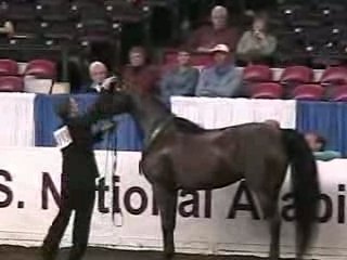 US Arabian Senior Mare Breeding 6 & over