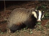 BBC Radio 4 - Farming Today 5Apr14 on the badger cull