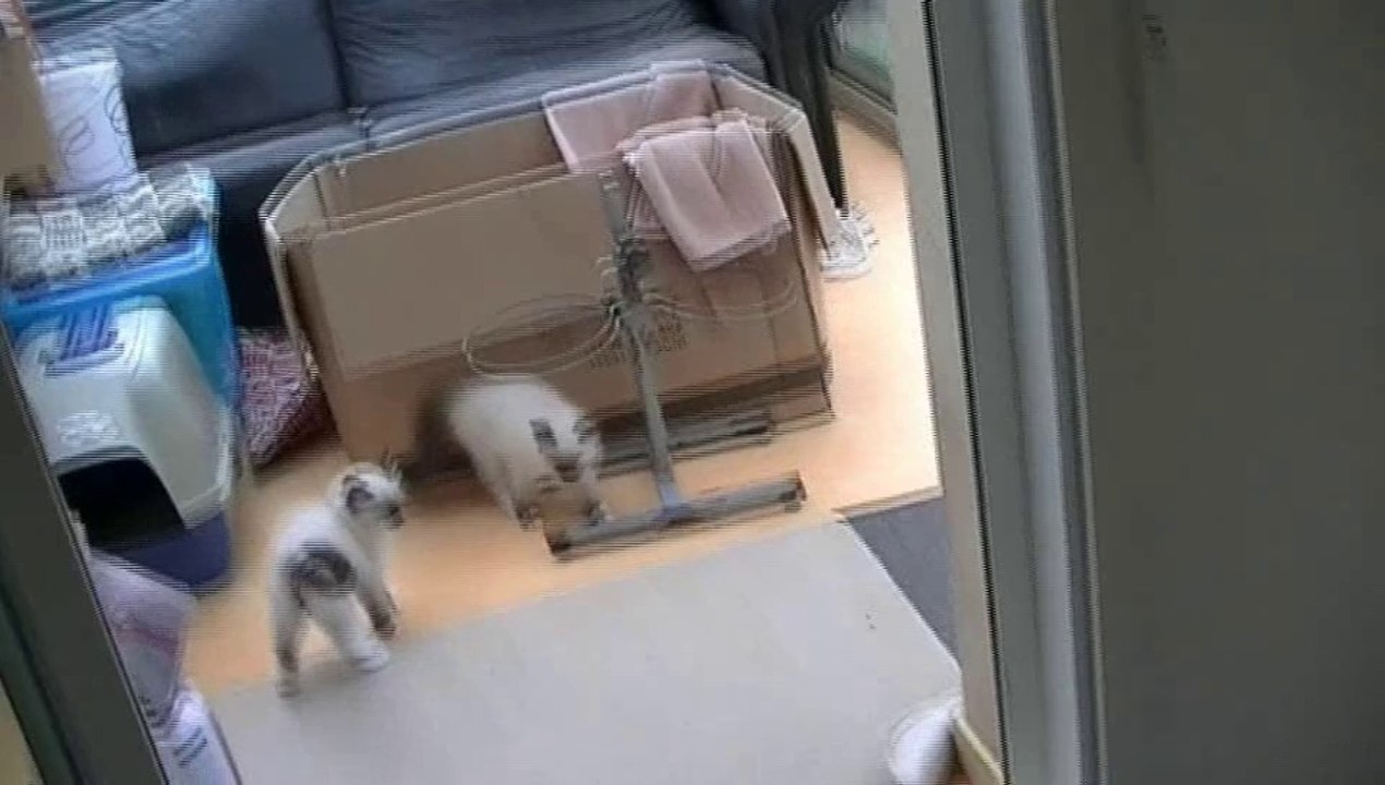 JE VAIS LUI LAVER LES OREILLES A CE GROS CHAT