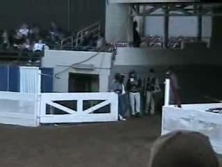 US Arabian Western Pleasure