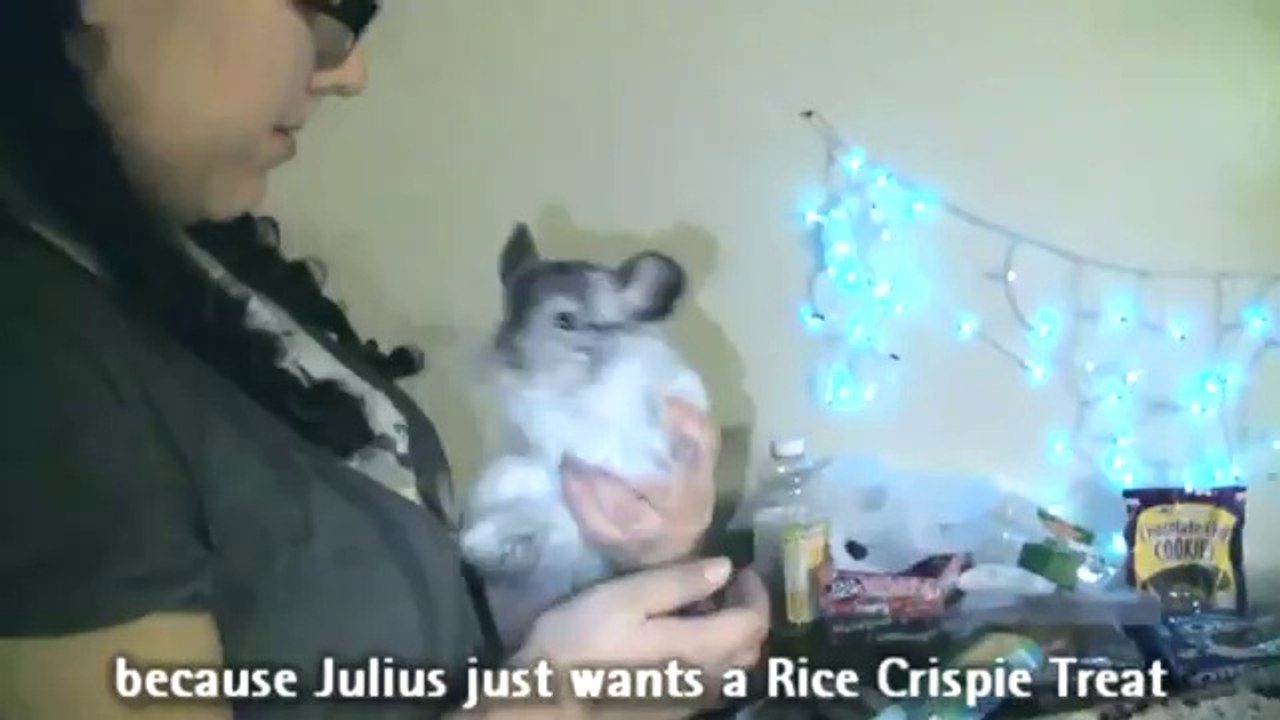 funny Chinchilla the Burglar