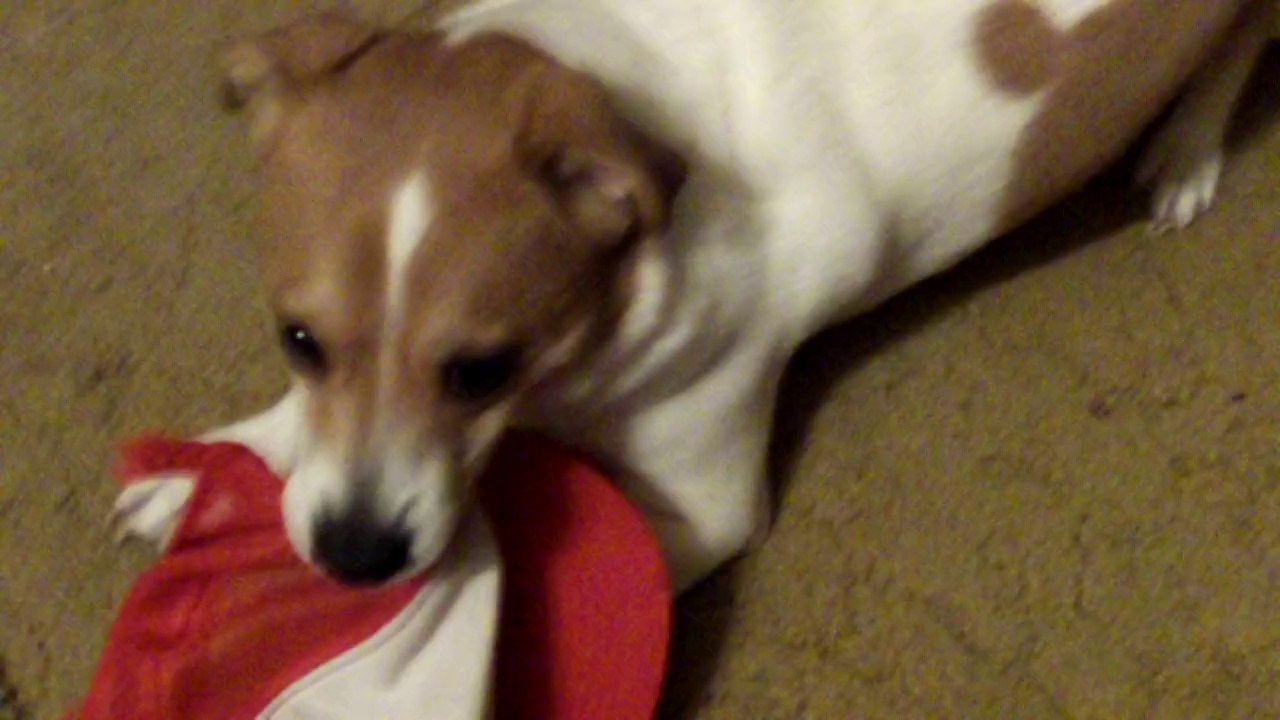 BUSTER  PLAYING, BEFORE  SUPPER