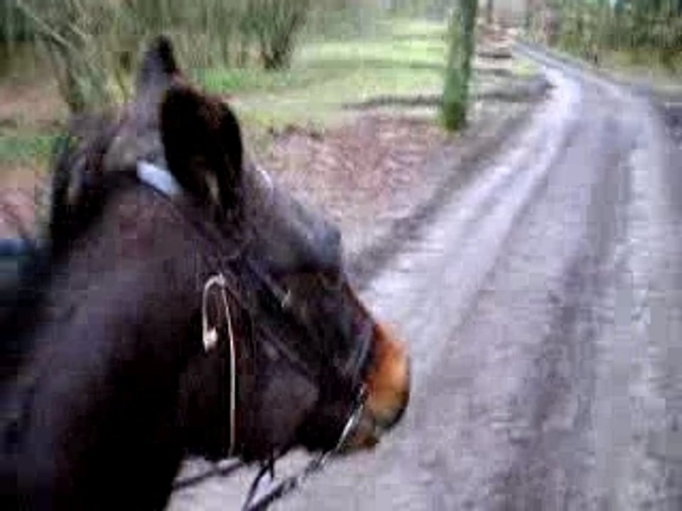 chevaux au pas