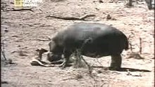 Hipopotamo vs Cocodrilo