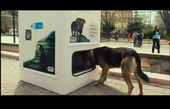 Sokak Hayvanları İçin Üretilmiş Geri Dönüşüm Kutusu