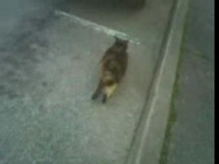 Le chat le plus gros du monde