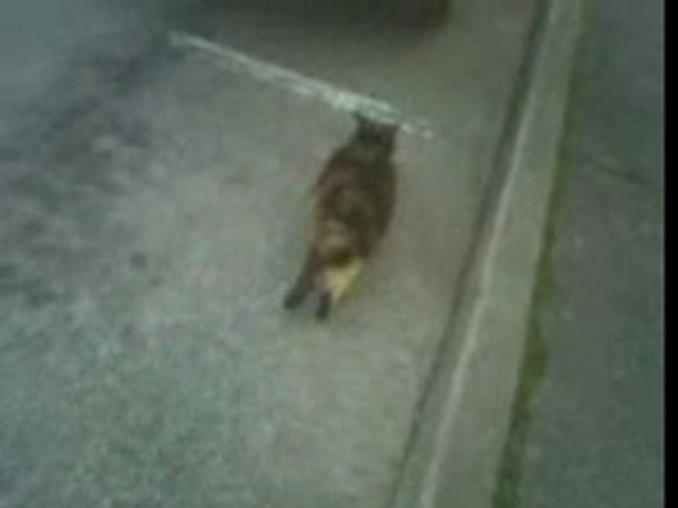 Le chat le plus gros du monde