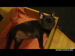 Uyuyo Takliti Yapan Bulldog