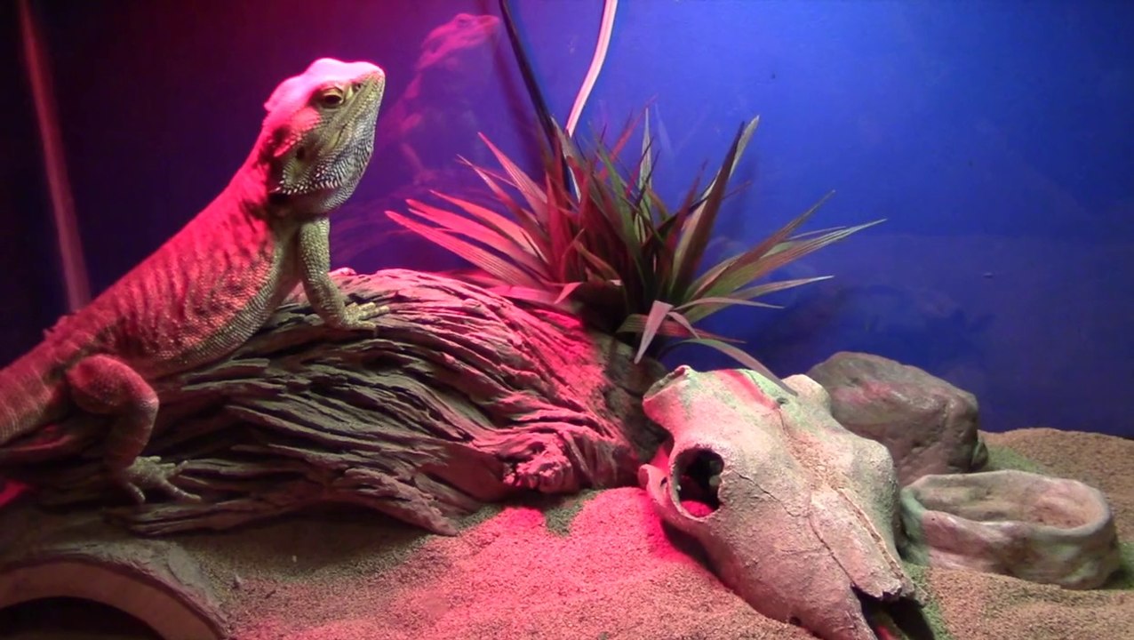 Dr. Chads New tank