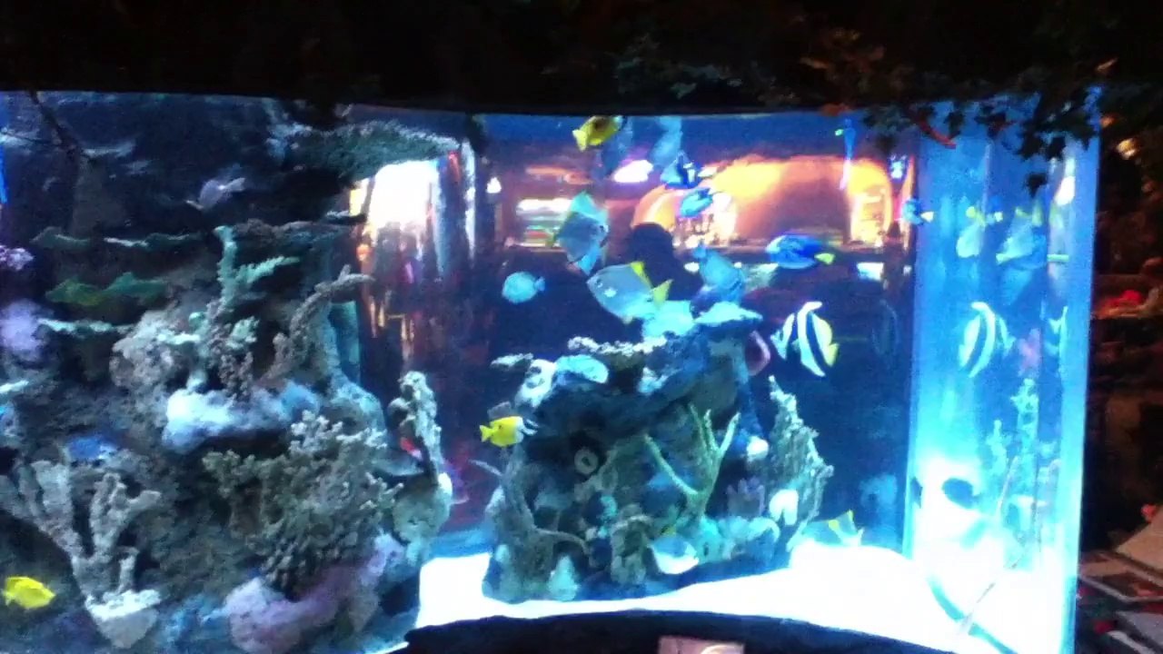 Rainforest Cafe new version