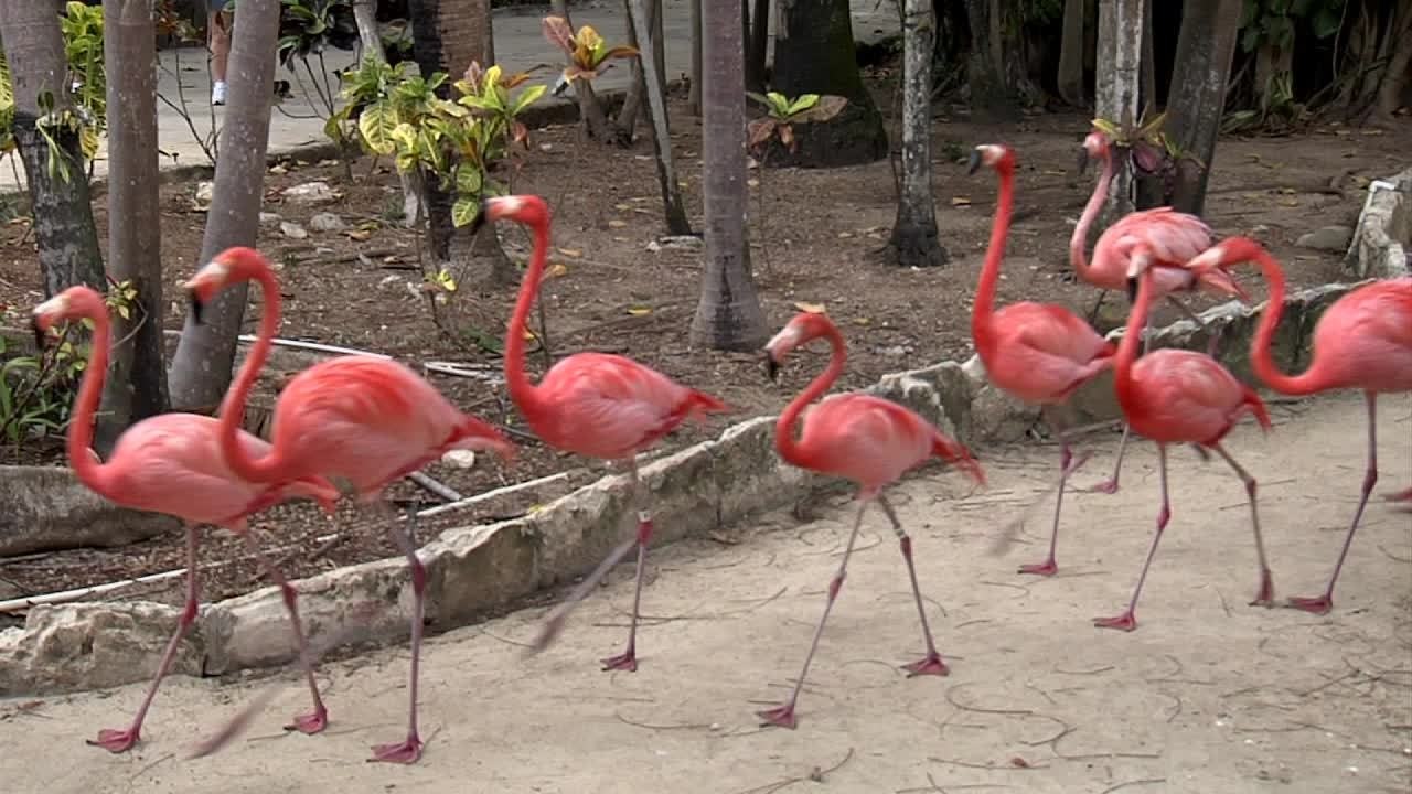 Ardastra Gardens/Zoo,Bahamas
