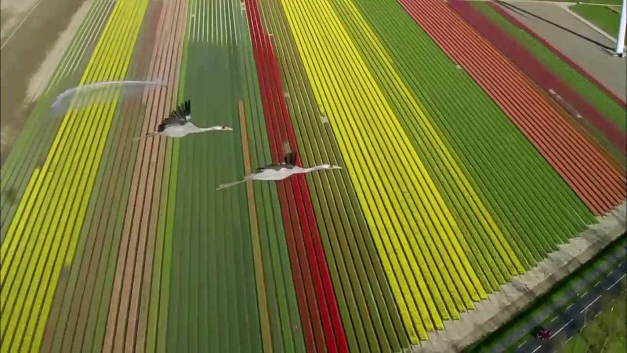 Parisienne Walkways - Gary Moore..MV