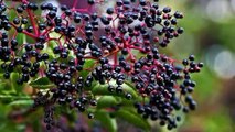 4 great popular health benefits of elderberry-408-390-4876