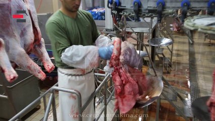 Lung Liver Conveyor (Kelle Ciğer Konveyör) CEMSAN