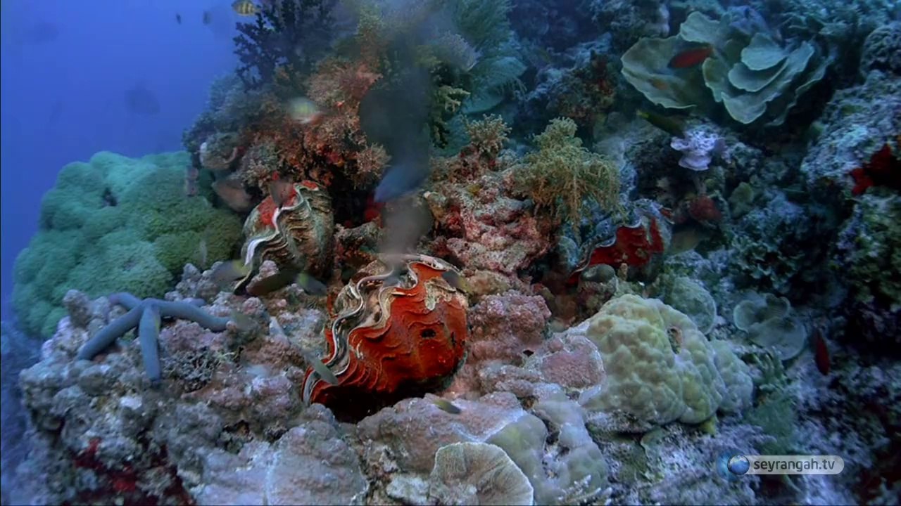 17- Temizlik delili (Yaratılış Delilleri)