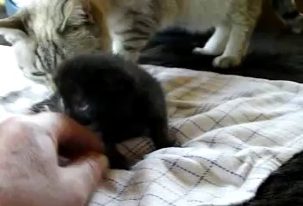 Bagherra , Pirate et Trop Petite