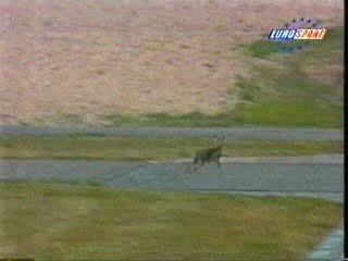 [CAR-RACING]Coniglio suicida