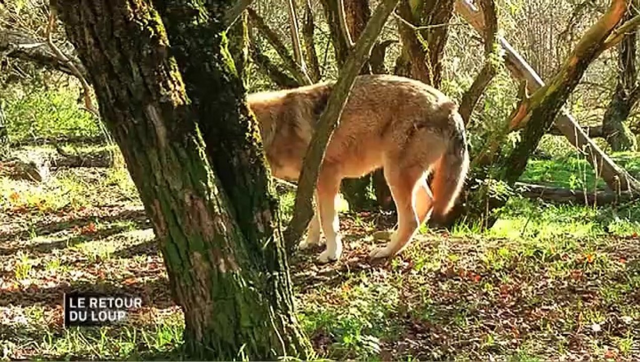 REPORTAGE /// LOUP Y ES-TU ? Quand le Canis Lupus sème la terreur (Reportage Paul Bouffard - 09/12/2013)