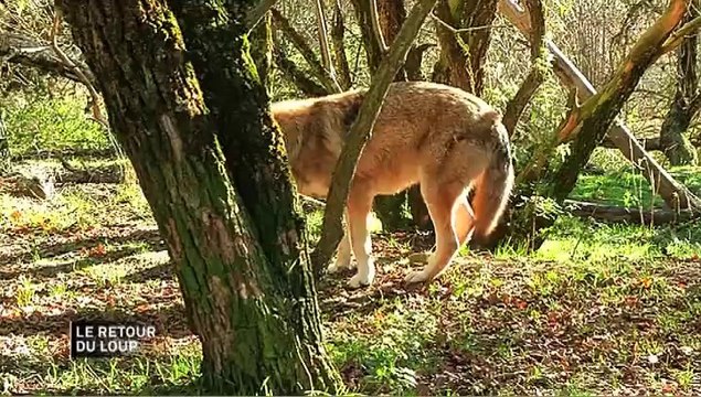 REPORTAGE /// LOUP Y ES-TU ? Quand le Canis Lupus sème la terreur (Reportage Paul Bouffard - 09/12/2013)