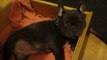 French Bulldog Puppy Adorably Fights Bedtime