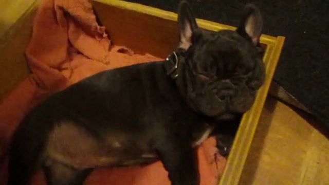 Un bébé Bulldog déteste aller se coucher... Un vrai enfant!