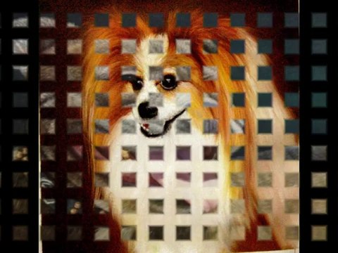 Pet portraits from photos