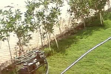 بالم بيتش بعد راس سدر ب 5 كيلو