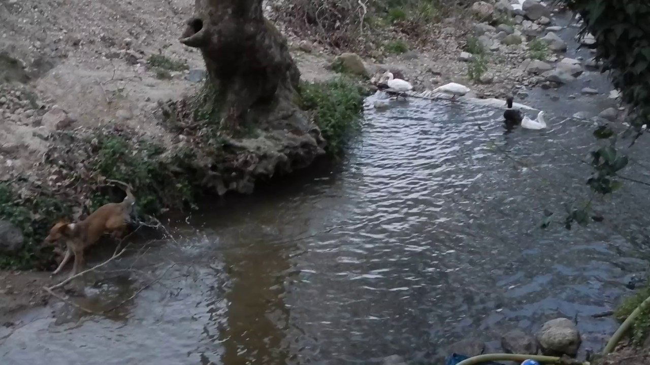 Ducks & Dog Playing