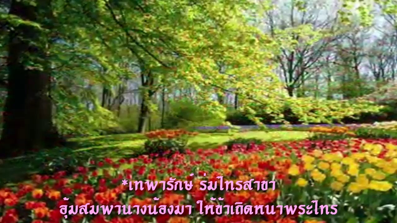น้ำตาลาไทร แจ้ ดนุพล แก้วกาญจน์.MV