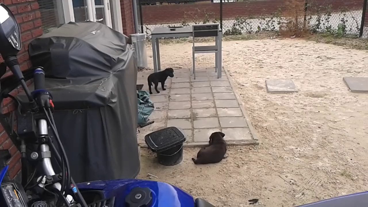Puppies
