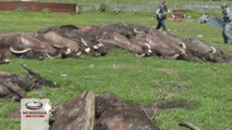 Scoperto cimitero di bufale nel casertano, carcasse in stato di decomposizione