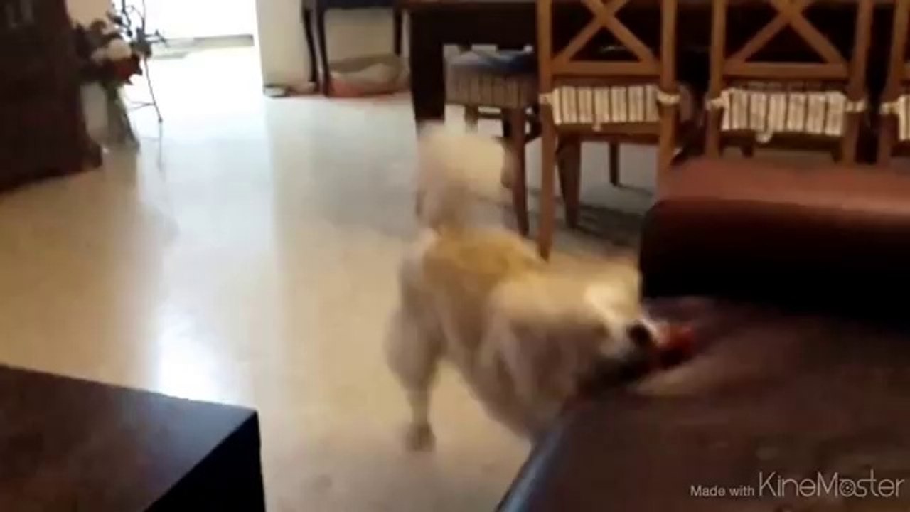 Snoopy - Superdog flying to the couch fail