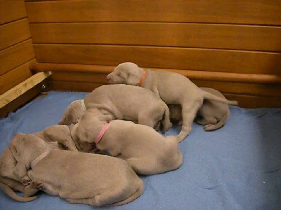 bébés du printemps