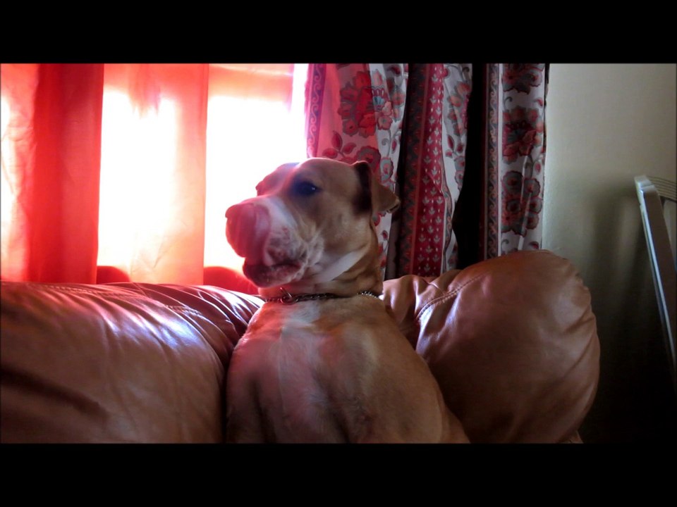 Peanut Butter Dog burps from 113tidbits.com owner