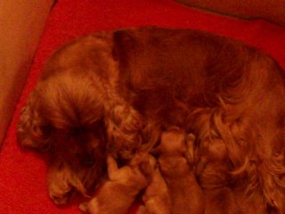 110_0170 Portée née le 20 mars 2014