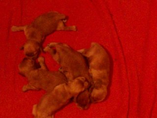 110_0171 Portée née le 20 mars 2014