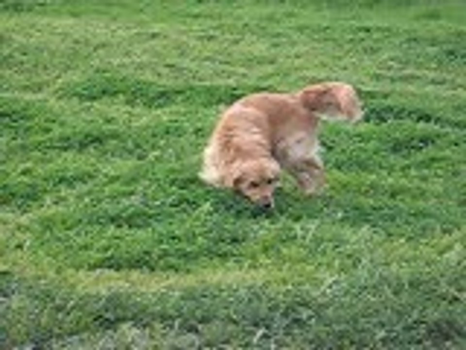 mi perro max